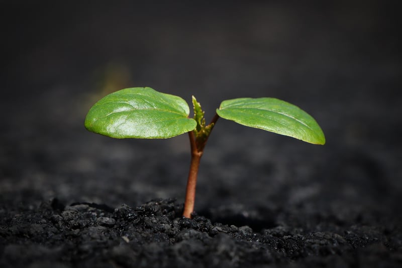 Soil Enrichment