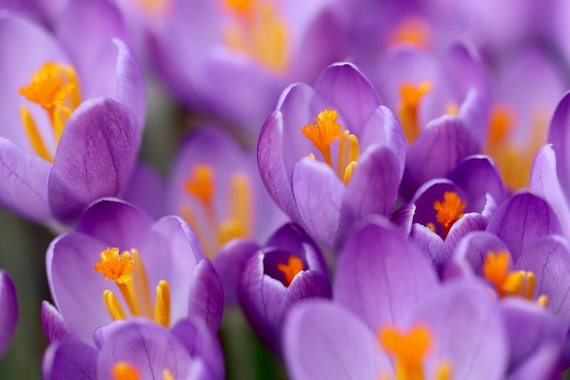 Spring Blooms