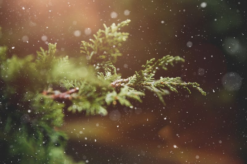 Winter Greens