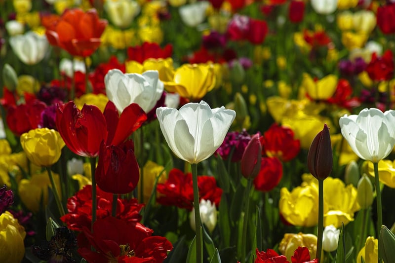 Spring Blooms