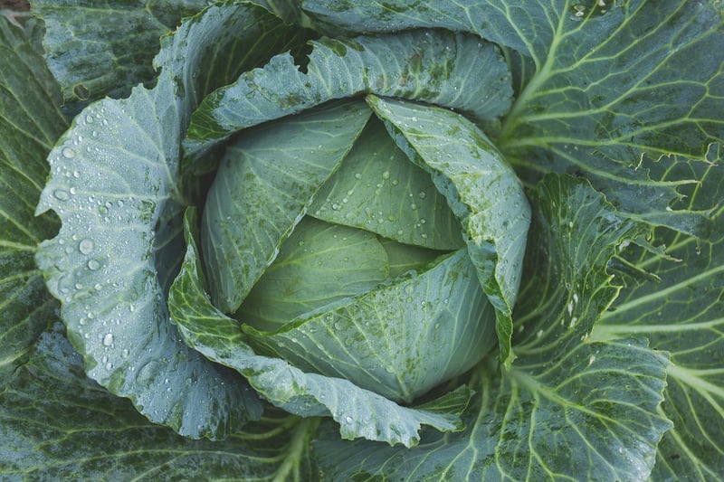 Garden Vegetables