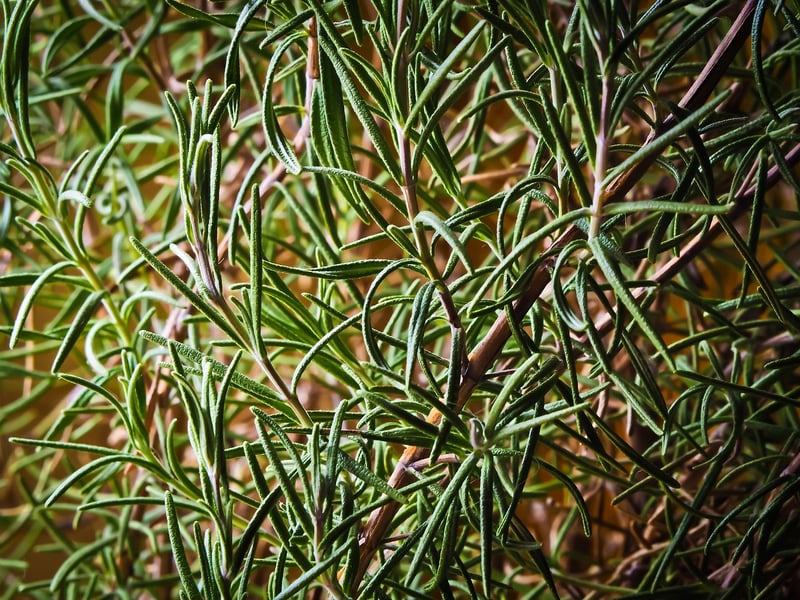 Herb Wall Art