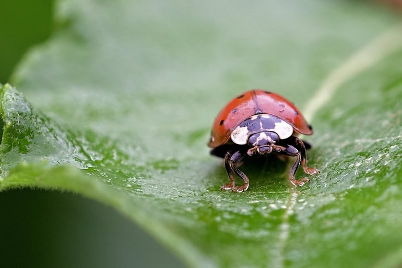 Ladybug on a leaf