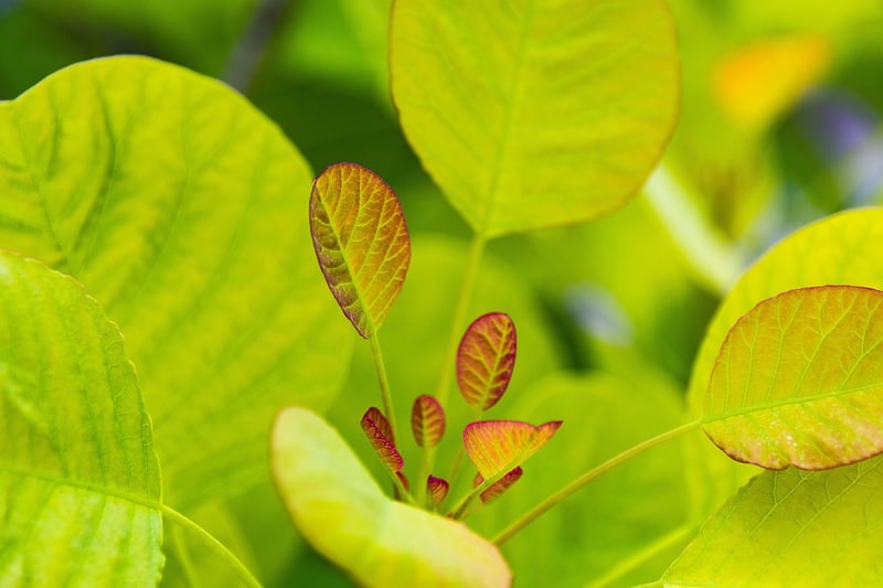 Plants in a garden
