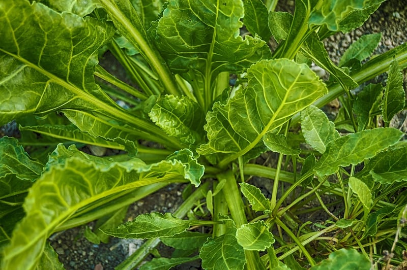 Spinach Leaf